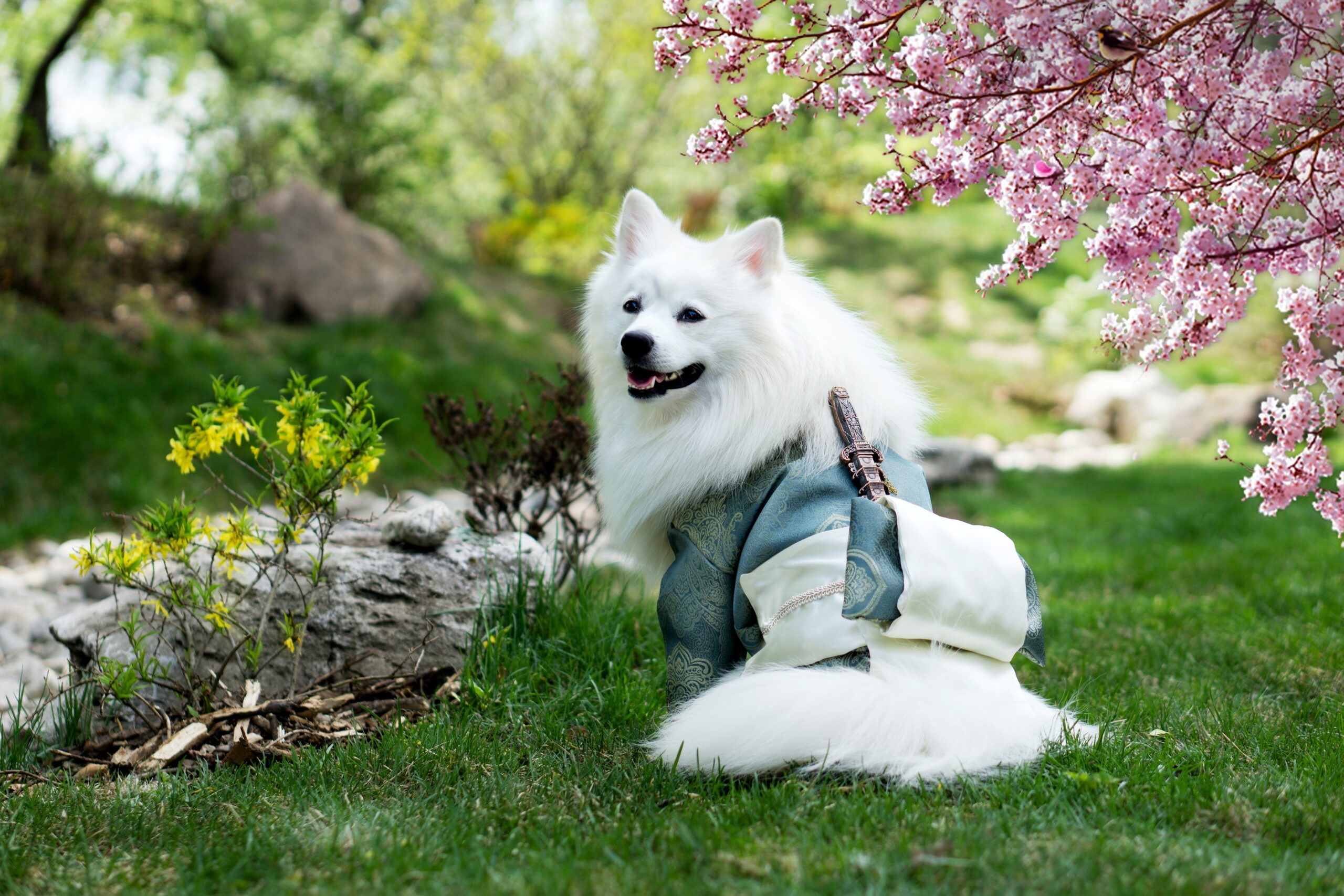 how-to-sit-puppy-problems