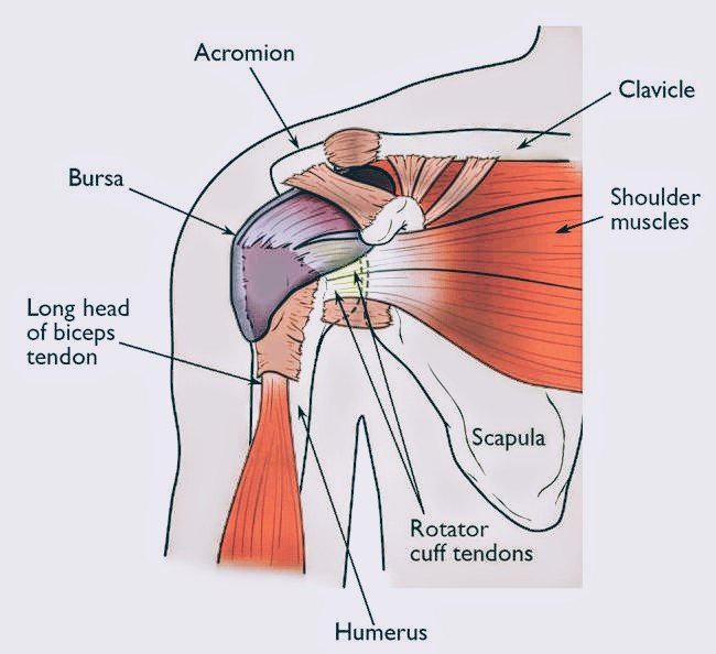 Anatomy Of Shoulder Joint Pt Master Guide