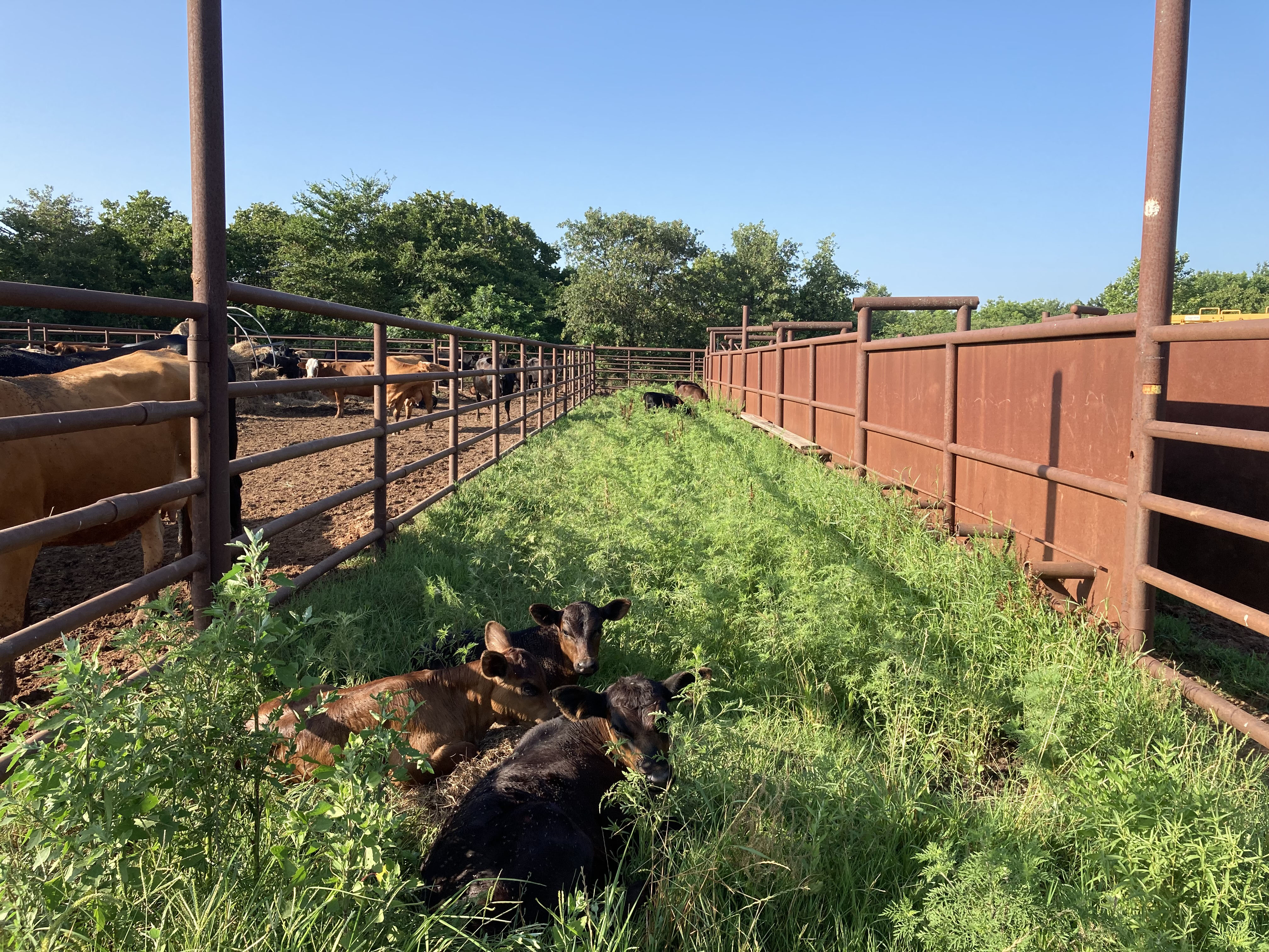 Some cows are seated, while other cows stand in the fenced in area of a farm. 