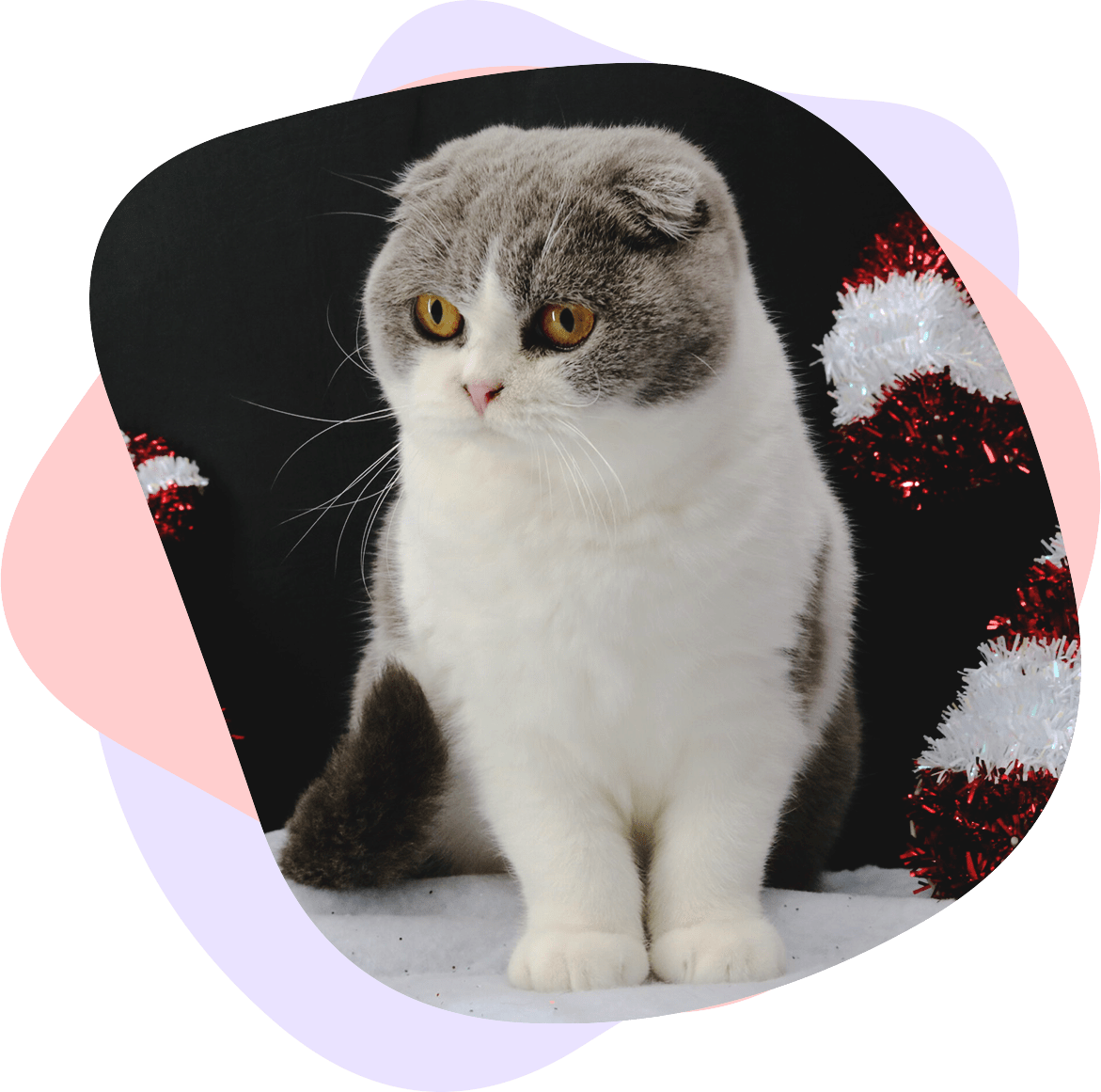 A Scottish Fold Kitten Purrfect Folds Cattery