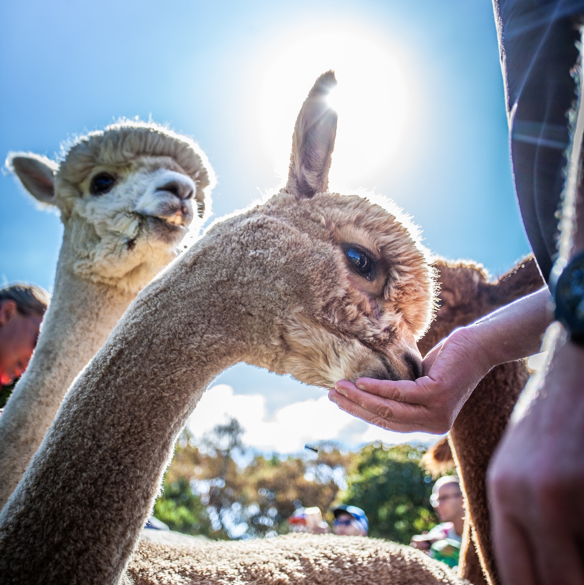 Uittip Voor Het Hele Gezin Alpacafarm Vorstenbosch Puur Van Geluk