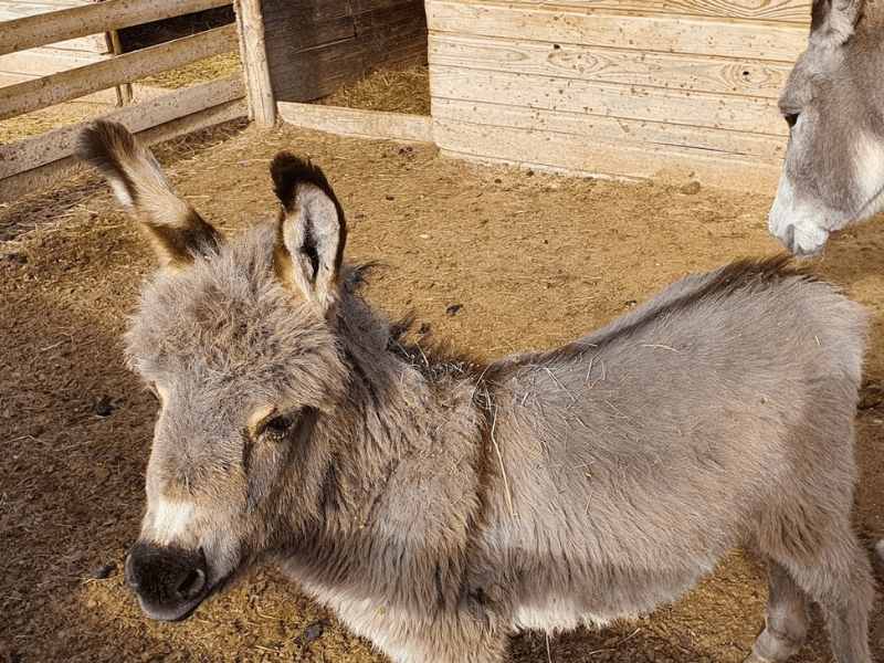 10 Fermes Pedagogiques A Decouvrir A Marseille Et Ses Environs