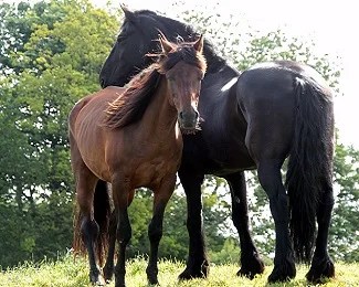 Pourquoi Les Chevaux Dorment Debout