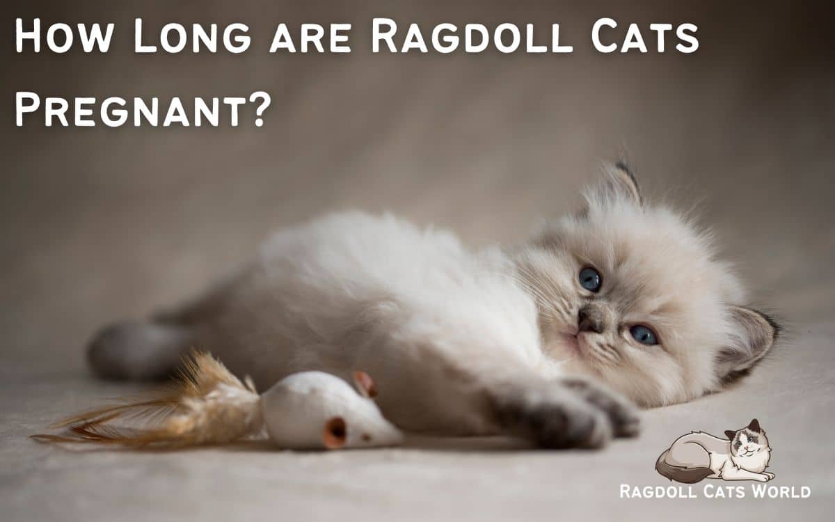 How Long Are Ragdoll Cats Pregnant Ragdoll Cats World