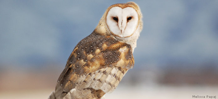 Prowl For Owls Nwf Ranger Rick