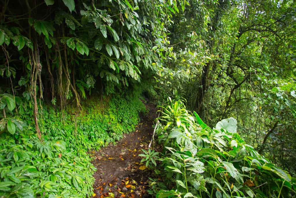 path to banyumala twin waterfall 