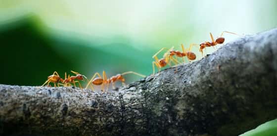 ants The Most Annoying Notorious Household Pests In The United States