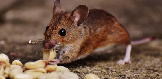 mice A Guide To Pest Control
