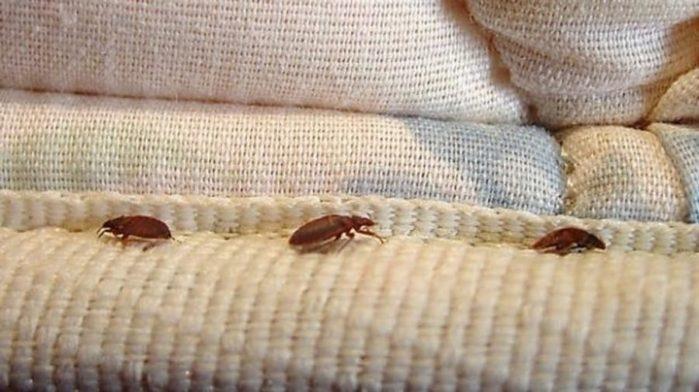 Bed Bugs Get rid of Bed Bugs