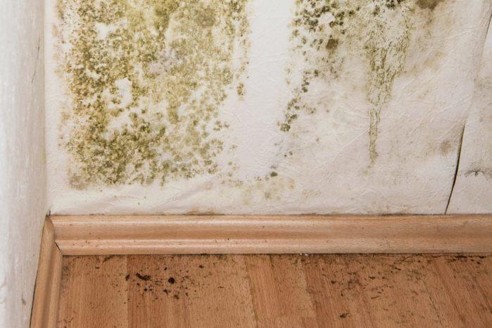 Mold Symptoms New House Moving Tips And Guides