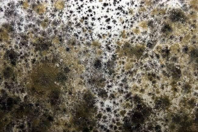 Mold Remediation Mold Remediation Inspection Steps