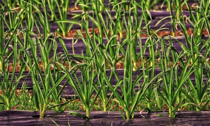 Mulch DIY How to Use and Create Garden Mulch