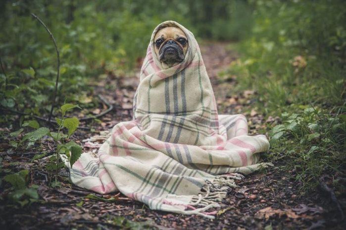 How to keep dog warm outside How to keep a dog warm in the winter