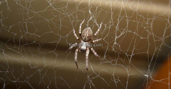 pest_control_spider pest_control_spider