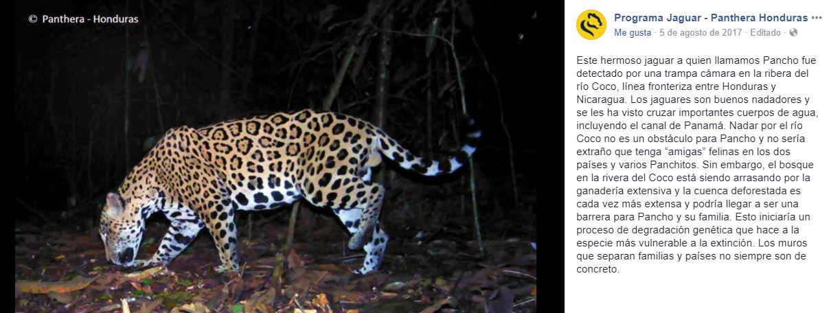 jaguar 1