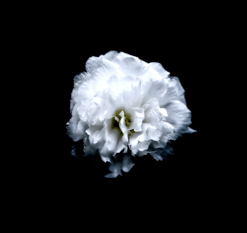 Flowers-9.png