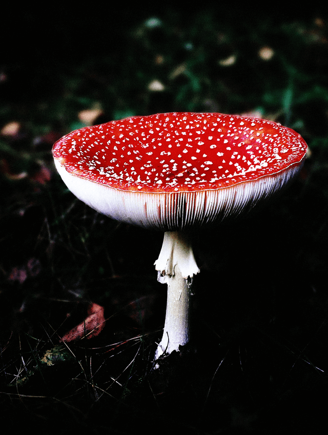 Mushrooms-6-1.png