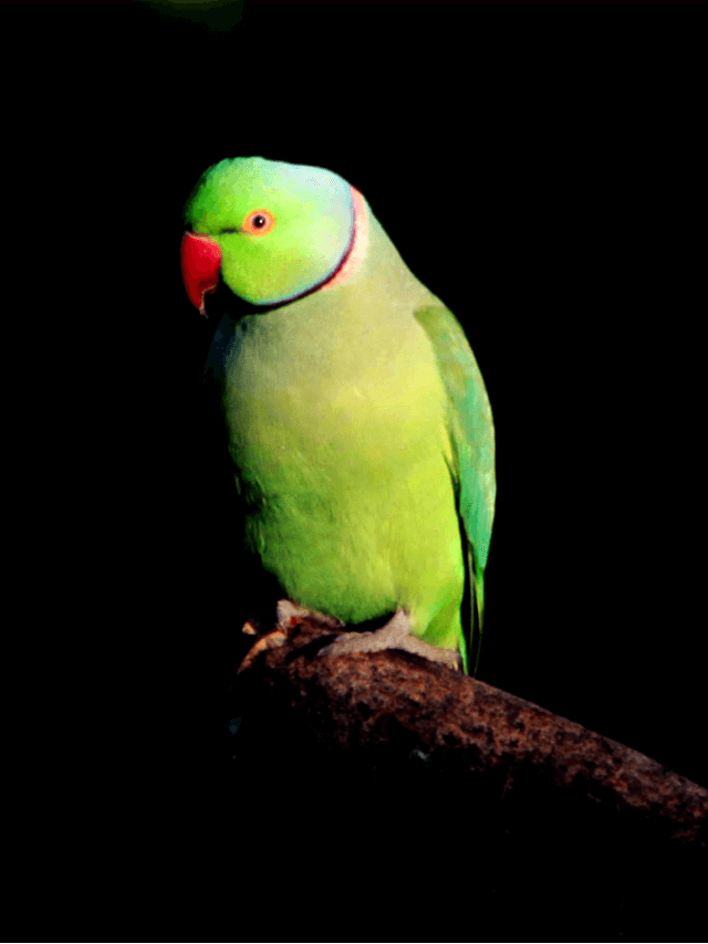 Parrot-14-1.png