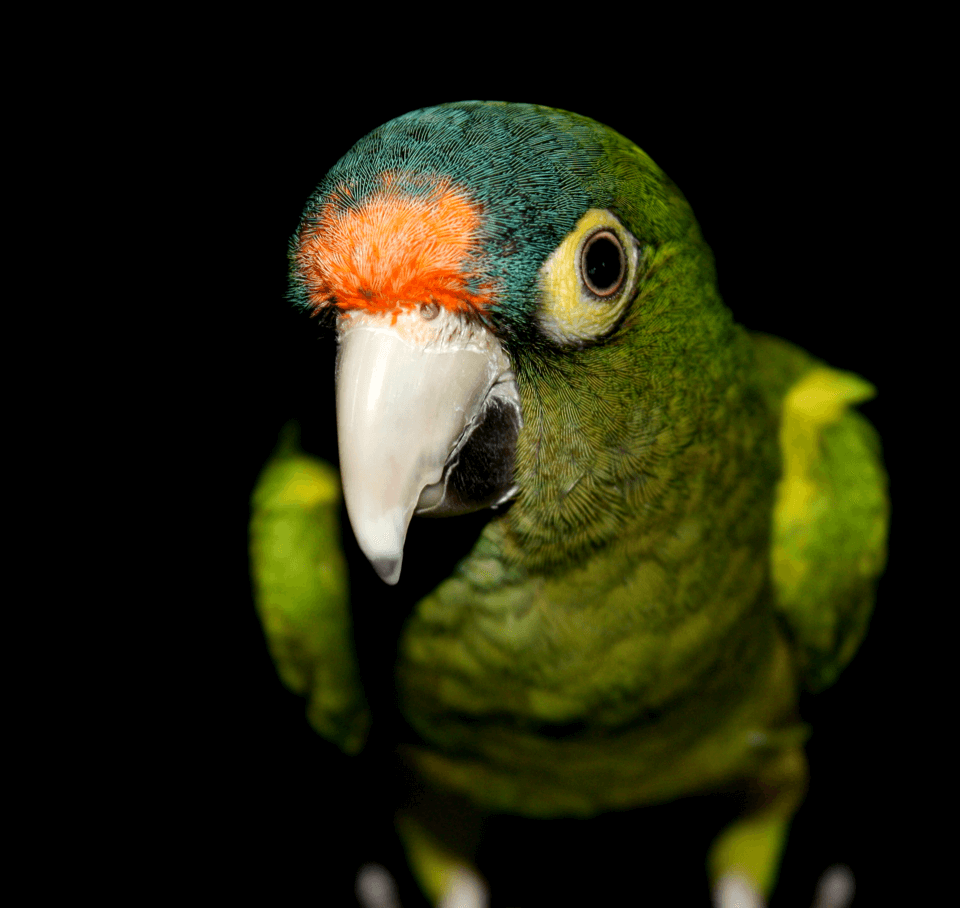 Parrot-2.png
