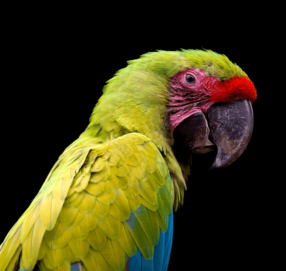 Parrot-3.png