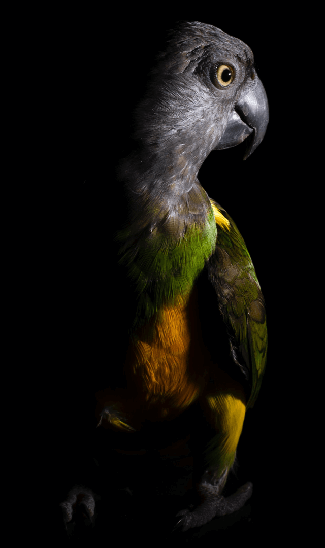 Parrot-8.png