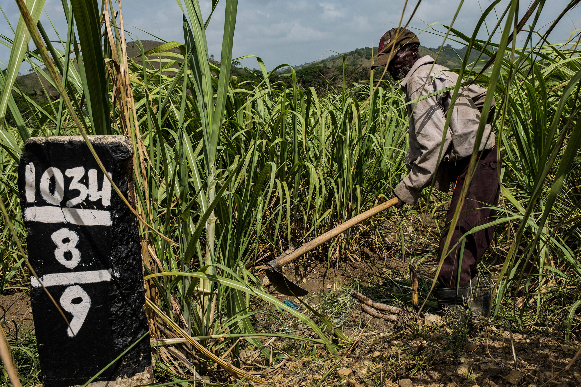 A worker in the sugar cane fields wields a thresher.