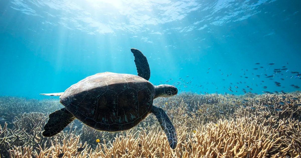 A sea turtle swimming through the ocean as the sun beams down from above the water.