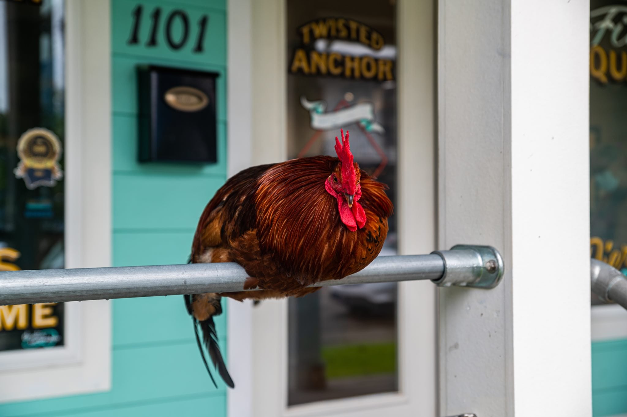 Justice pour Carl: une femme Laurel accusée de la mort d'un coq - News 24