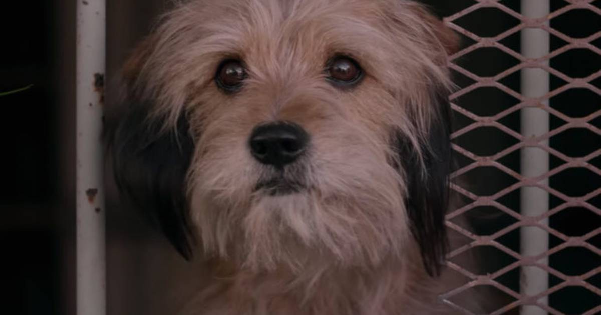 Pour les fans de chiens, cinq films que vous ne pouvez pas arrêter de regarder sur Netflix