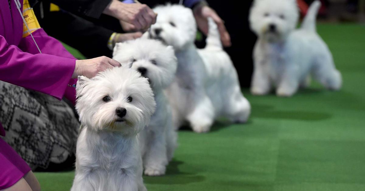 Diffusion en direct de Westminster Dog Show: comment regarder la compétition 2022 gratuitement sans câble - News 24