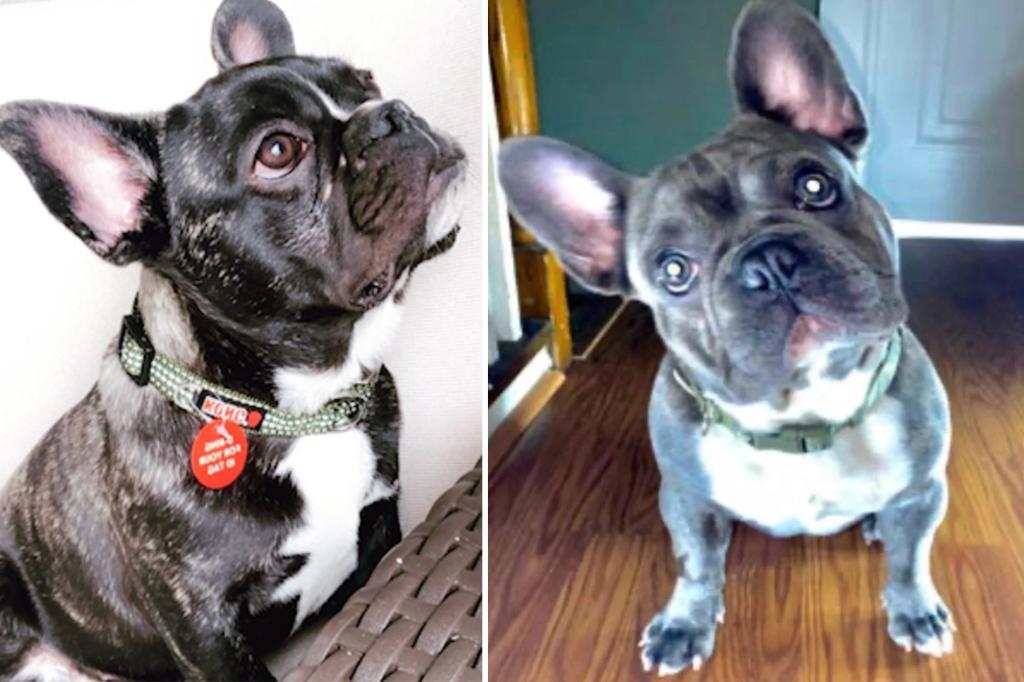 Un bouledogue français pris sous la menace d'une arme retrouvé mort - New York Post