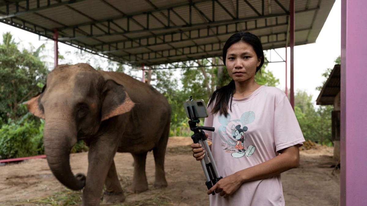 Streaming to Survive : les éléphants au chômage en Thaïlande en crise - VOA Asia