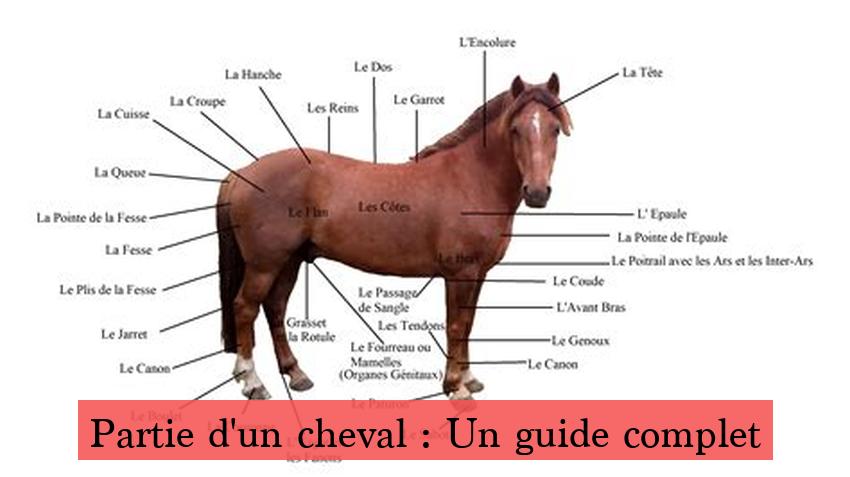 Partie d'un cheval : Un guide complet