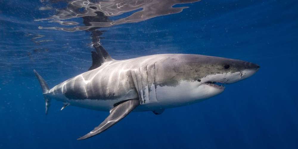Comment Appelle-t-on un jeune requin ?