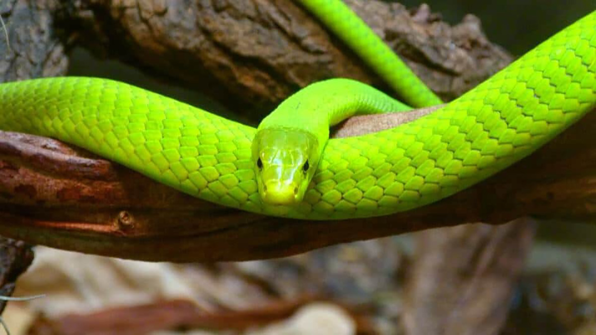 Comment faire fuir les serpents naturellement ?