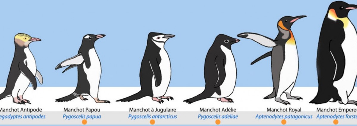 Comment les pingouins volent ils ?