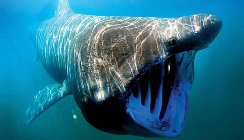 Comment naissent les requins blancs ?