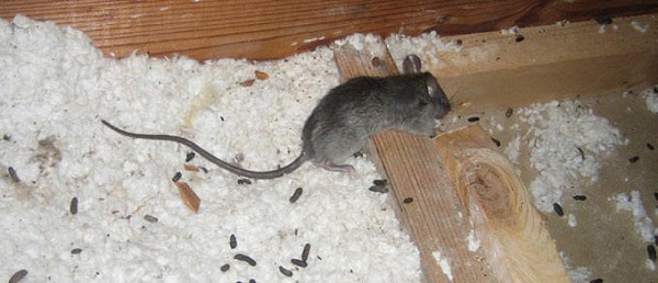 Comment s'appelle la maison des rats ?