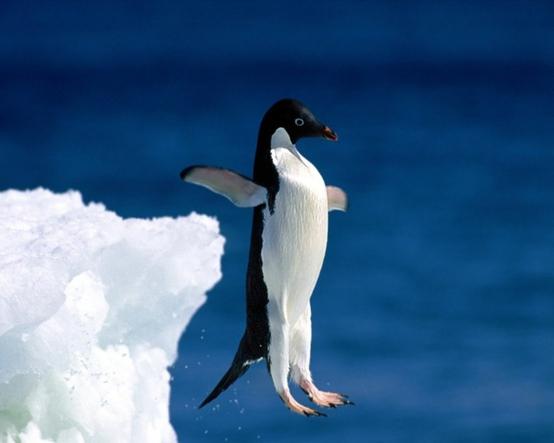 Est-ce que les pingouins ont des plumes ?