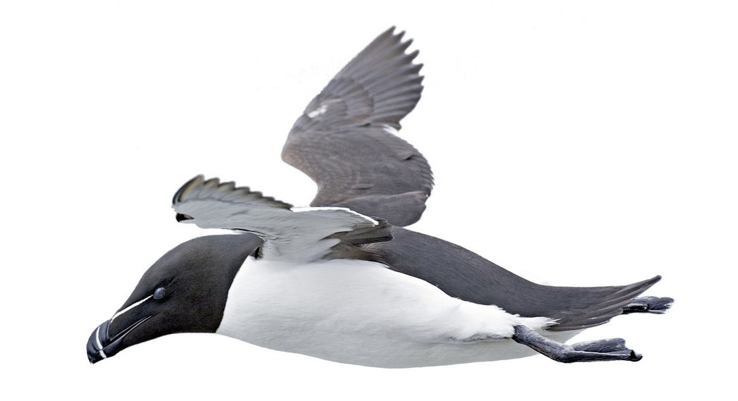 Est-ce que les pingouins sont des mammifères ?