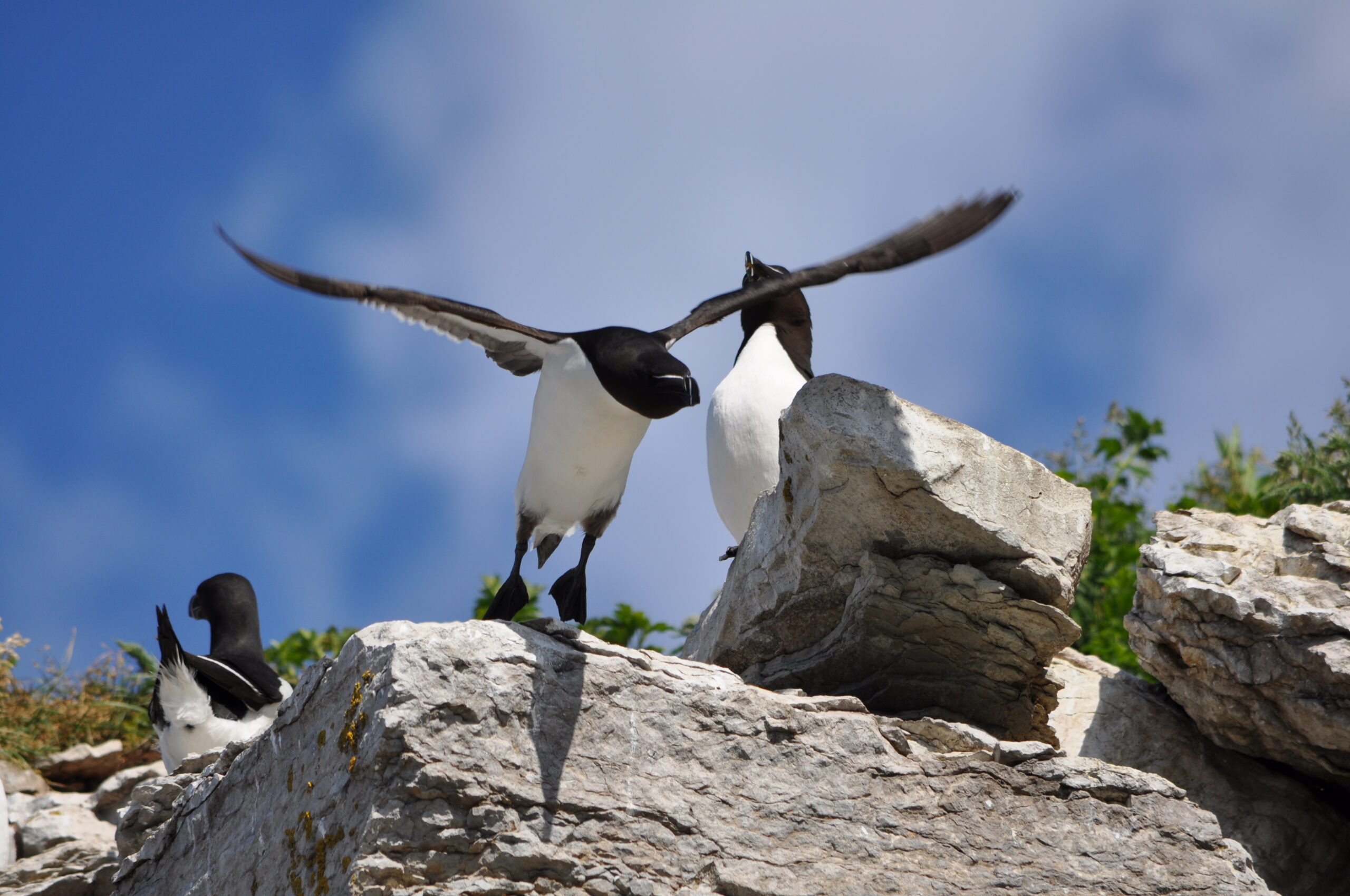 Est-ce que les pingouins volent ?