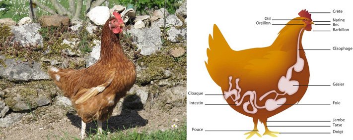 Est-ce que les poules sont des mammifères ?