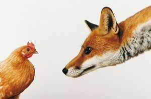 Est-ce que un rat peut tuer une poule ?