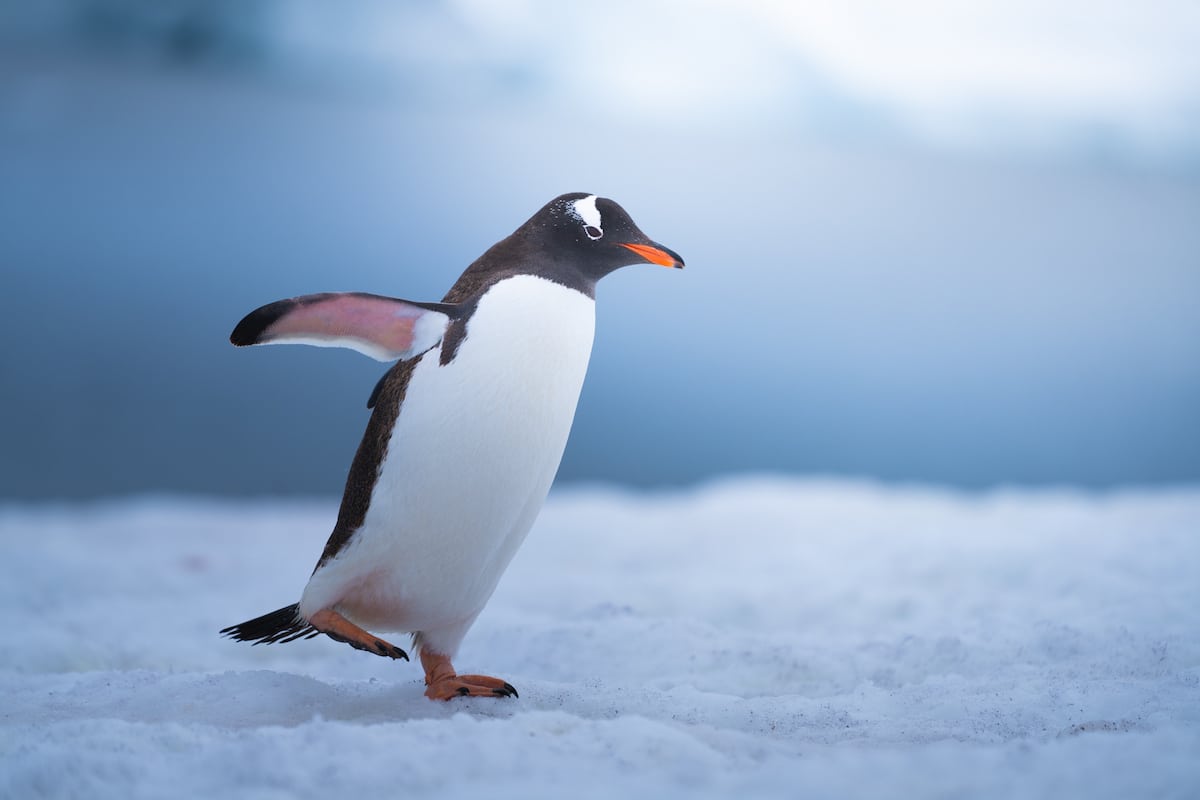 Est-ce qu'il y a des pingouins en Antarctique ?