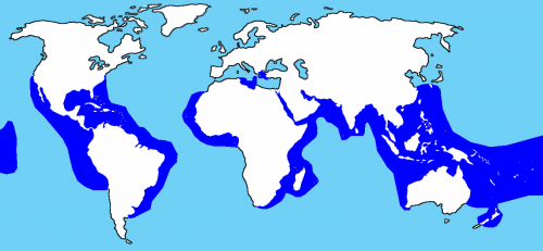 Où se trouve la Carmélide ?