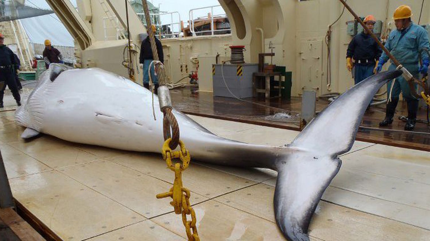 Pourquoi ne Peut-on pas aller en Antarctique ?