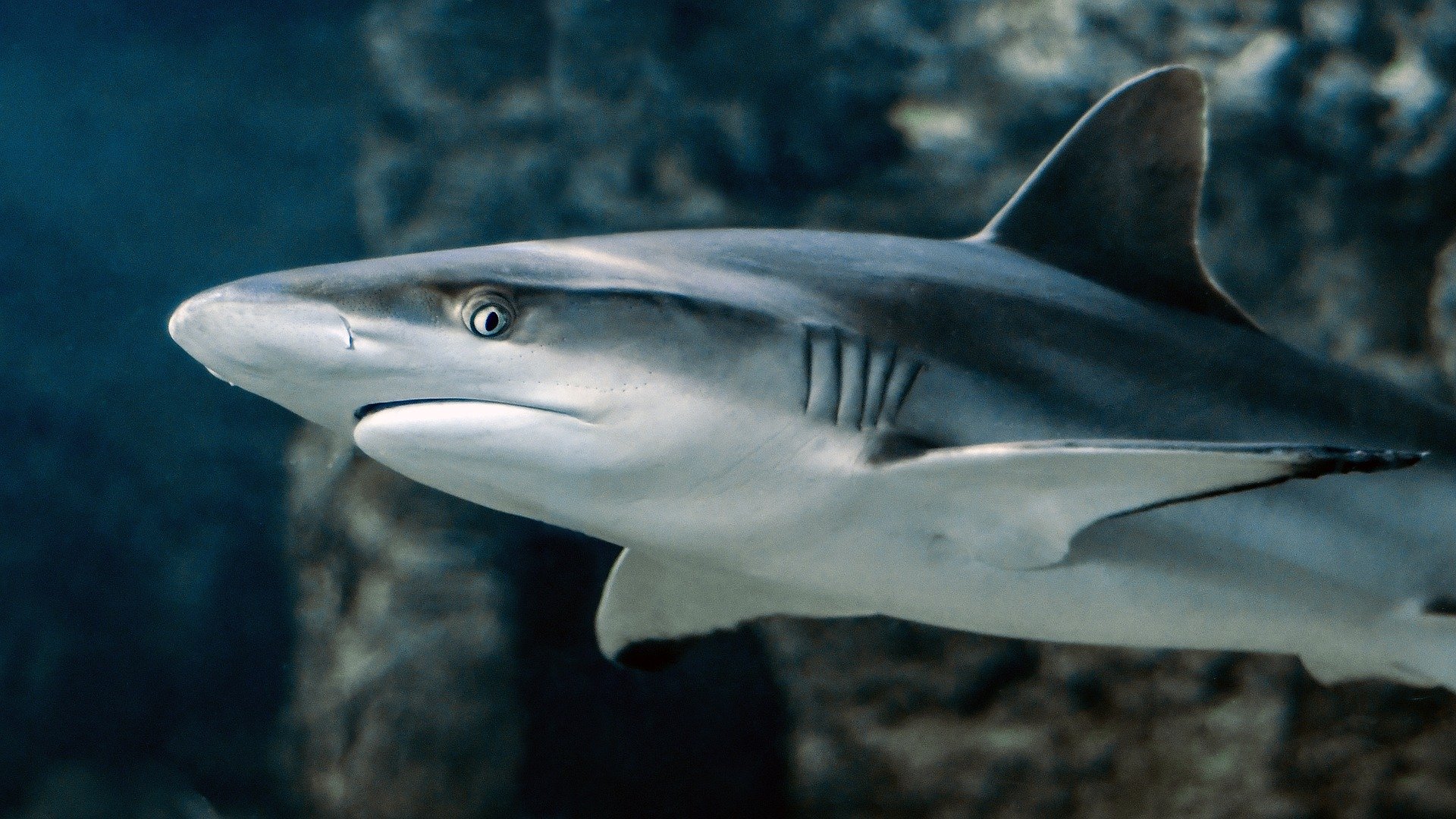 Pourquoi pas de requin en Méditerranée ?