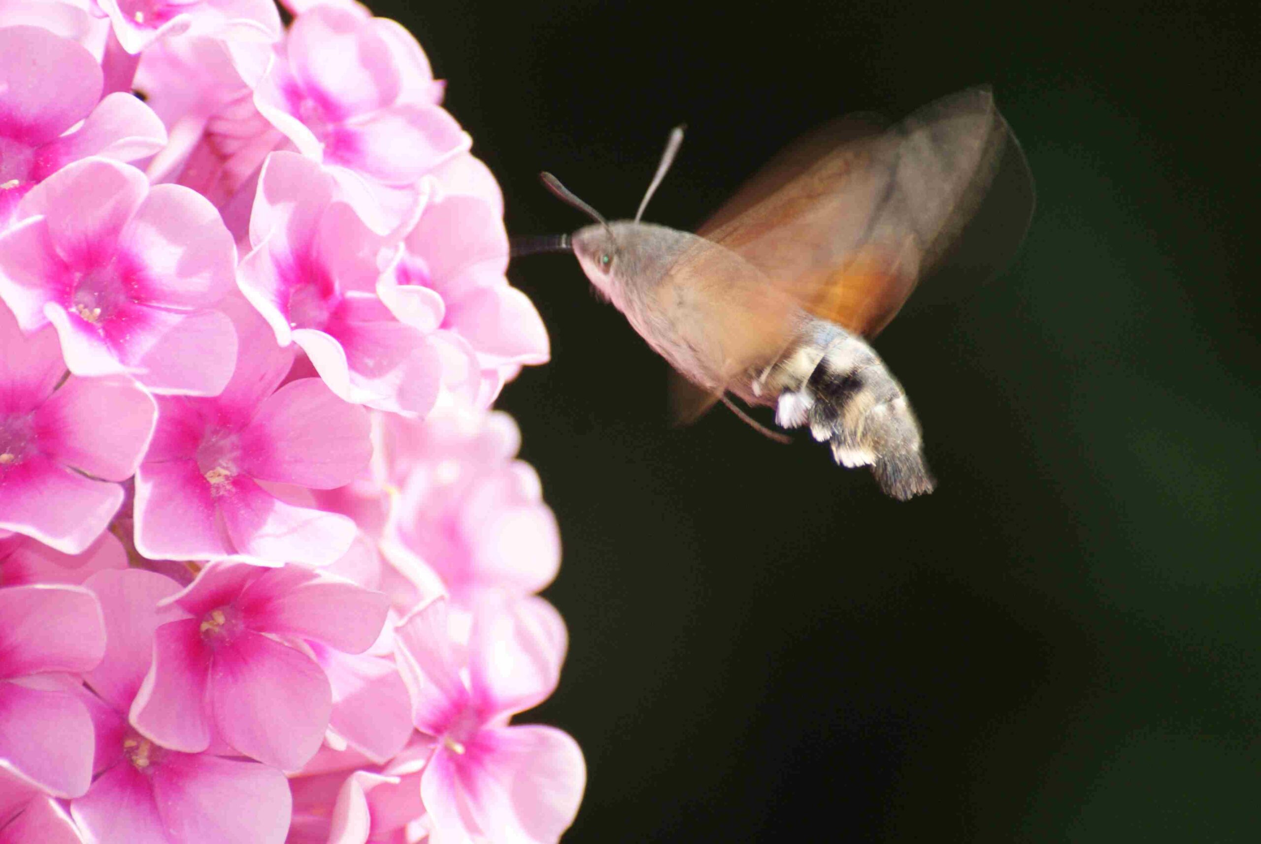 Pourquoi un oiseau vole sur place ?