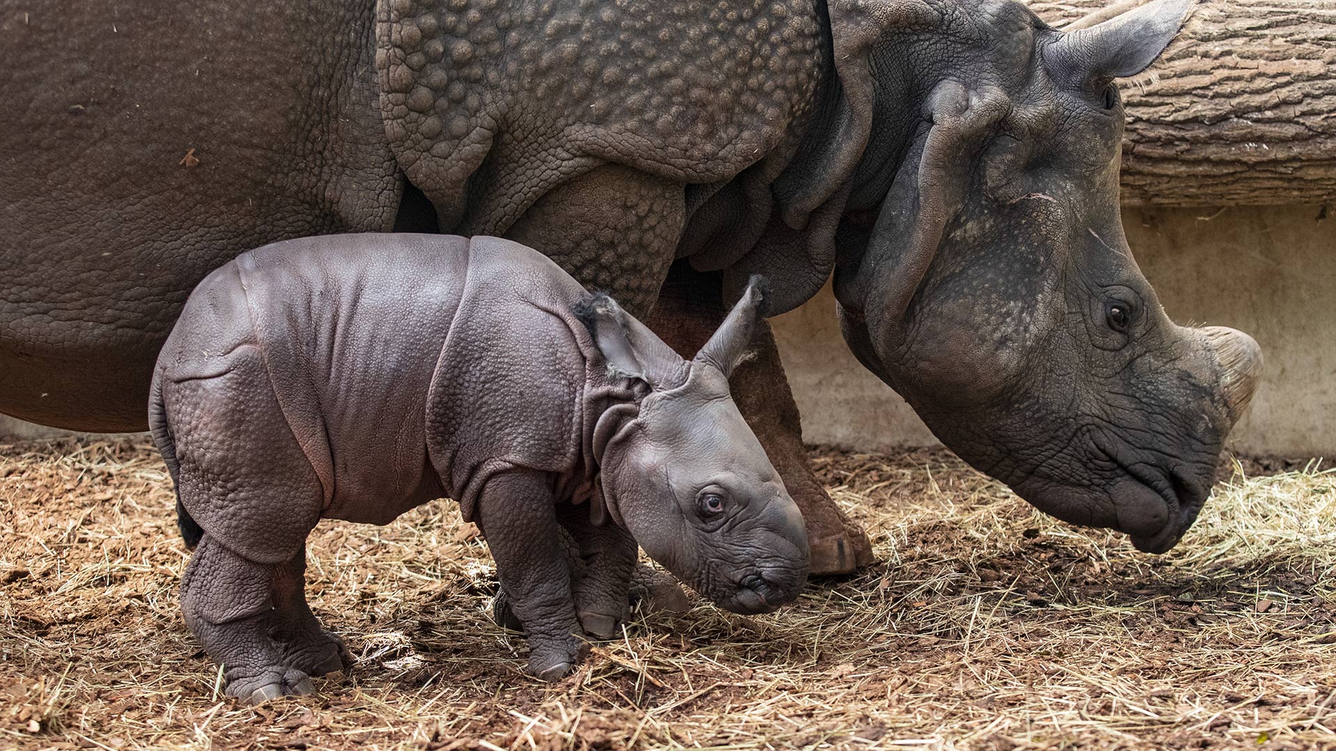 Quel est le nom du petit du rhinocéros ?