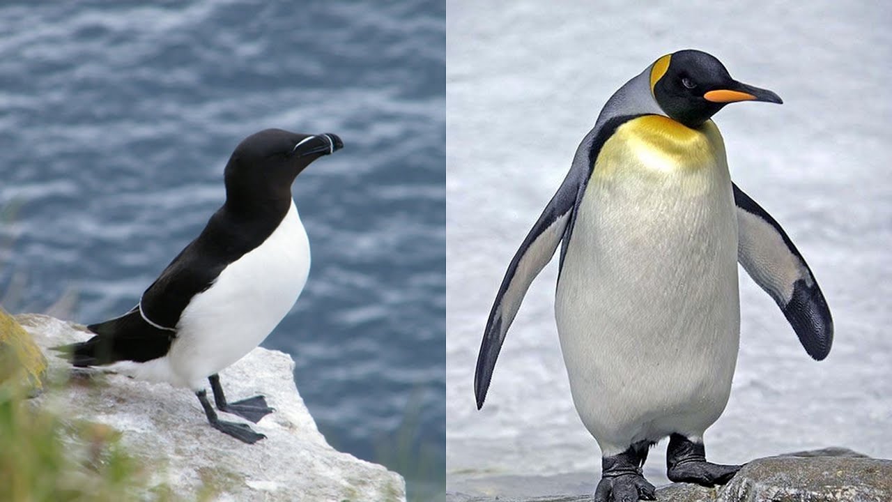 Qui vole entre le manchot et le pingouin ?